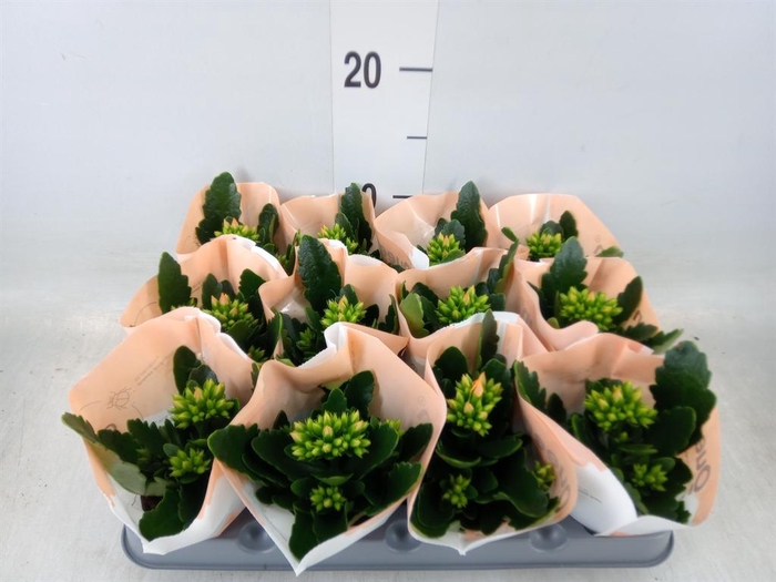 <h4>Kalanchoe blos. 'African Robbie'</h4>