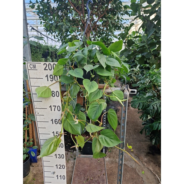 <h4>Philodendron Scandens hangplant</h4>