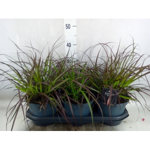 Pennisetum advena 'Summer Samba'