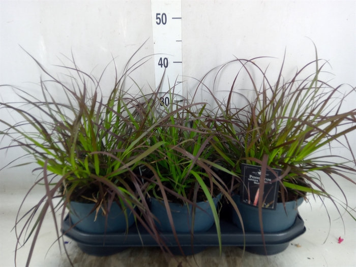 <h4>Pennisetum advena 'Summer Samba'</h4>