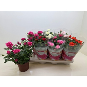 !! PROMO !! ROSA BOUTIQUE MIX P14
