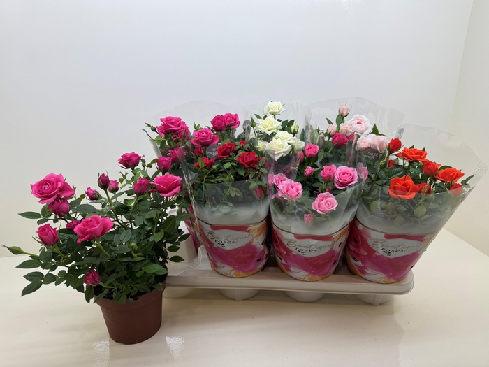 <h4>!! PROMO !! ROSA BOUTIQUE MIX P14</h4>