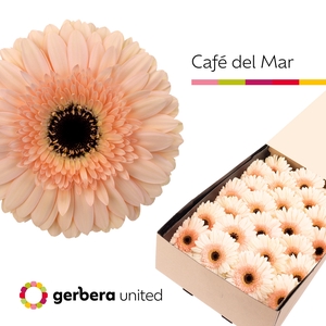 Gerbera Cafe del Mar Doos
