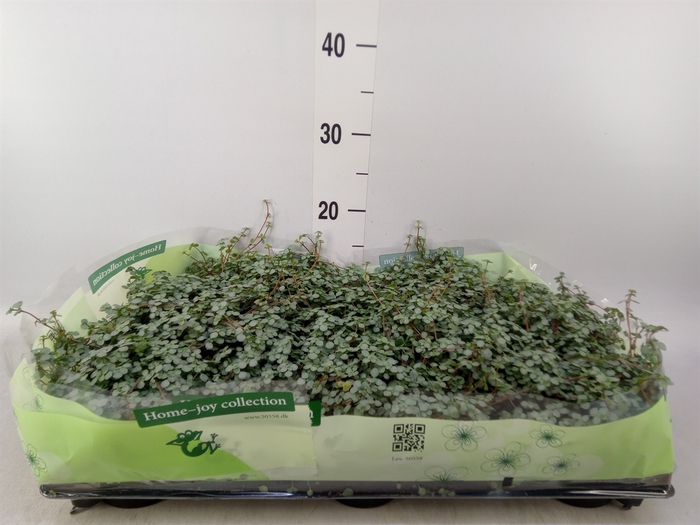 <h4>Pilea glaucophylla 'Greyzy'</h4>