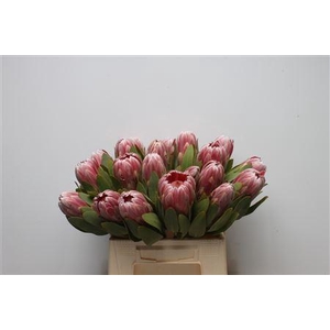 Protea Carnival
