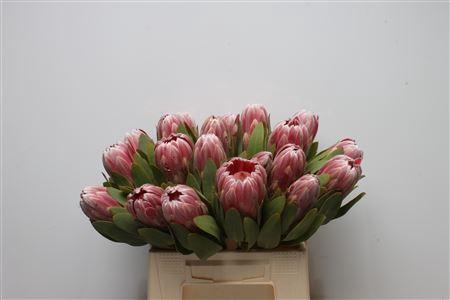 <h4>Protea Carnival</h4>