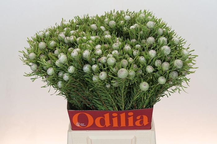 <h4>LEUCAD GA AYOBA S PE</h4>