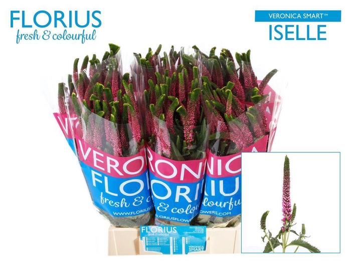 <h4>Veronica pink</h4>