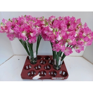 LATHYR WI SUNSH PINK