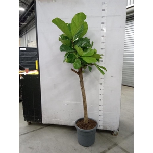 Ficus lyrata