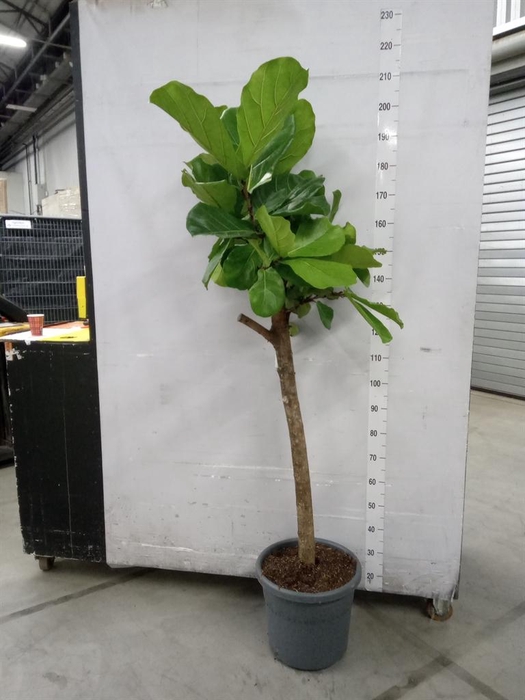 <h4>Ficus lyrata</h4>
