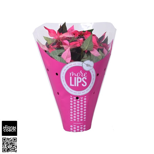 <h4>MoreLIPS® Euphorbia Princettia 'Dark Pink'</h4>