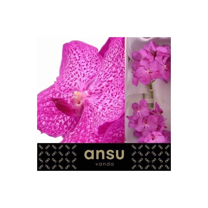 <h4>Vanda Ni Rosy</h4>