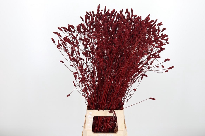 <h4>Sanquisorba Kl Bh Bordeaux</h4>