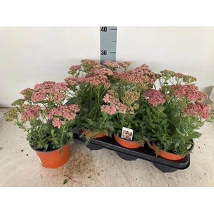 ACHI MILLEFOLIUM