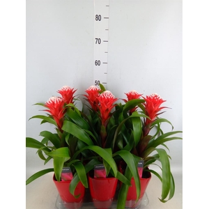 Guzmania  'Hope'