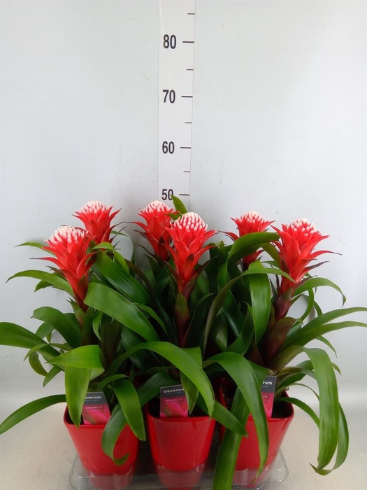 <h4>Guzmania  'Hope'</h4>