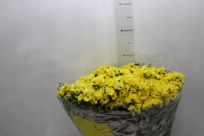 <h4>CRISANTEMO BOLA BELGA P20</h4>