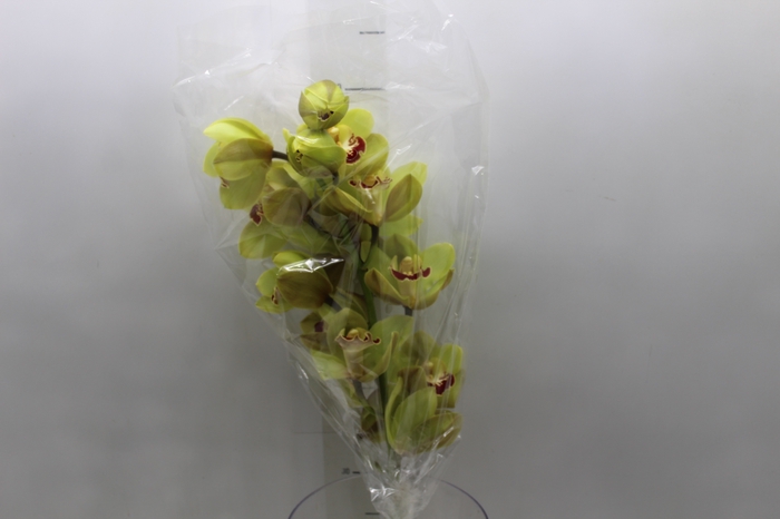 <h4>CYMBIDIUM HT 10/14 FLS VERDE</h4>