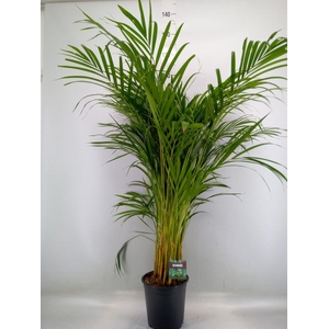 Dypsis lutescens   ...Chrysalidoca