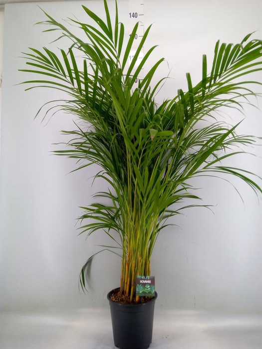 <h4>Dypsis lutescens   ...Chrysalidoca</h4>