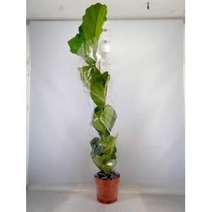 Ficus lyrata