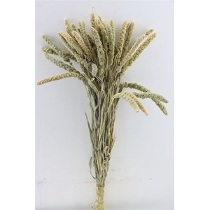 Dried Sorghum Natural Bunch Kort (fr)