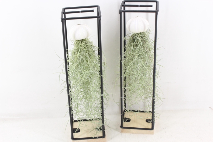<h4>arr3 CP - Ijzer frame hang schelp</h4>
