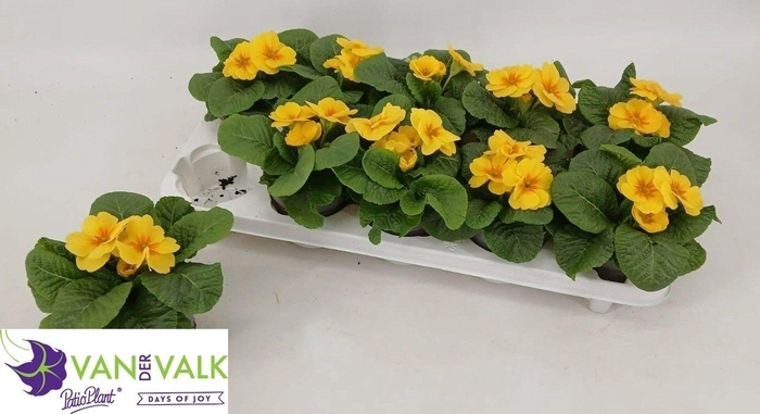 <h4>PRIM AC C GOLD YELL</h4>