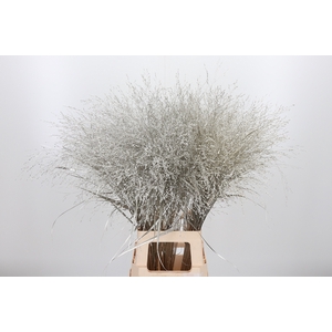 Panicum Kl Bh Platina