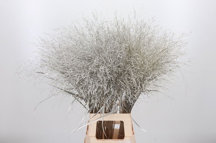 <h4>Panicum Kl Bh Platina</h4>
