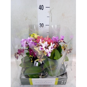 Phalaenopsis multi.   ...mix  5