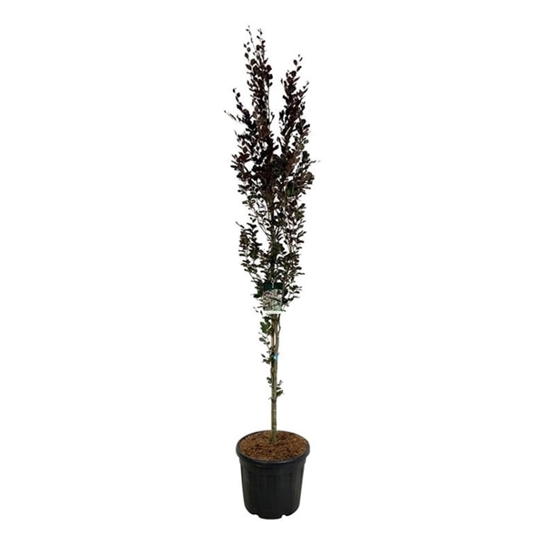 <h4>Fagus syl. 'Dawyck Purple'</h4>