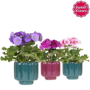 Primula Obconica Sweet Kisses mix in Retro pot green mix