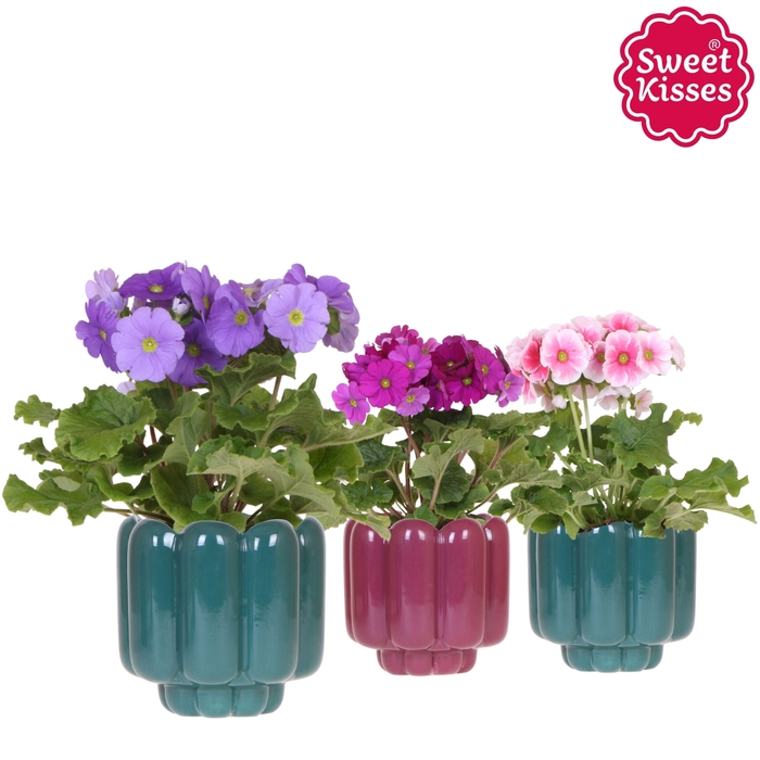 <h4>Primula Obconica Sweet Kisses mix in Retro pot green mix</h4>