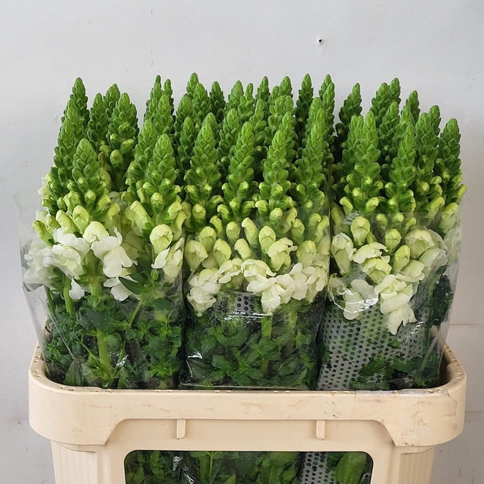 <h4>Antirrhinum Antibes White</h4>