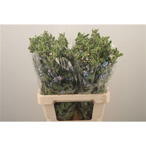 Oxypetalum Tan Pur Blue