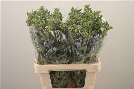 <h4>Oxypetalum Tan Pur Blue</h4>