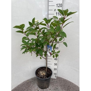HYDR PANICULATA