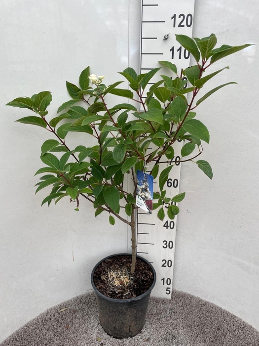 <h4>HYDR PANICULATA</h4>