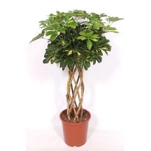 Schefflera Gold Capella
