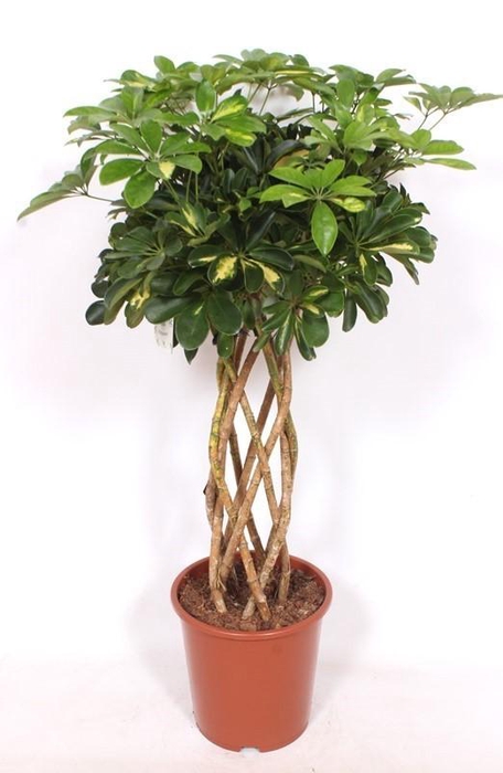 <h4>Schefflera Gold Capella</h4>
