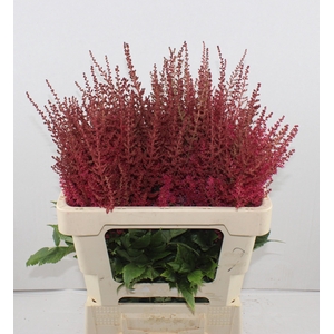 ASTIL AR PAUL GAARDE