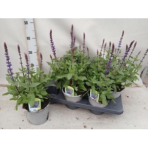 SALVIA NE OSTFRIESL