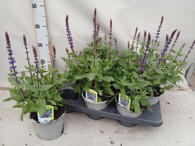 <h4>SALVIA NE OSTFRIESL</h4>