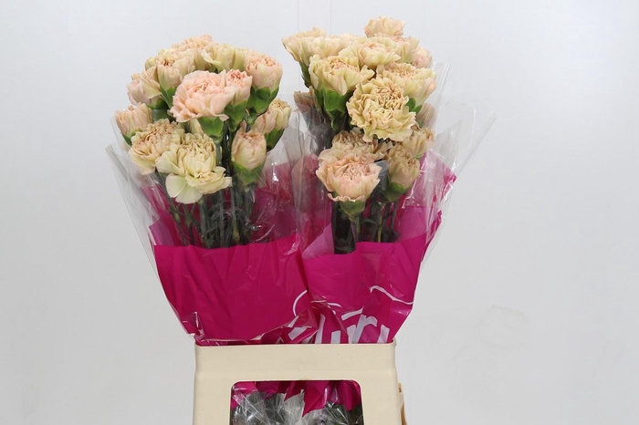 Dianthus St Lege Marrone