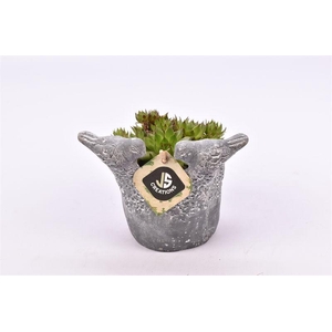 Cement vogelpotje grijs 12cm