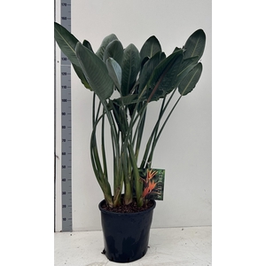 STRELITZIA REGIN BL