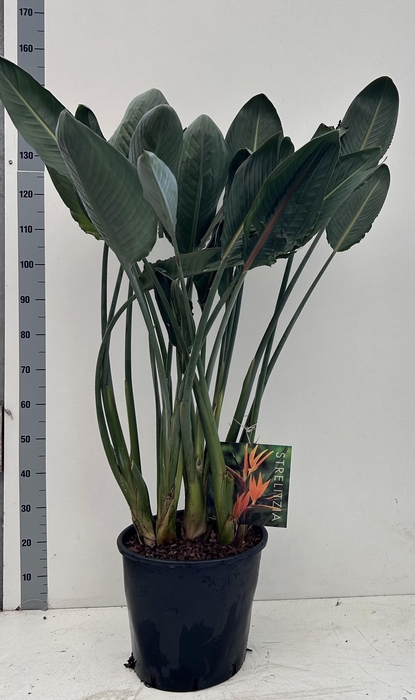 <h4>STRELITZIA REGIN BL</h4>