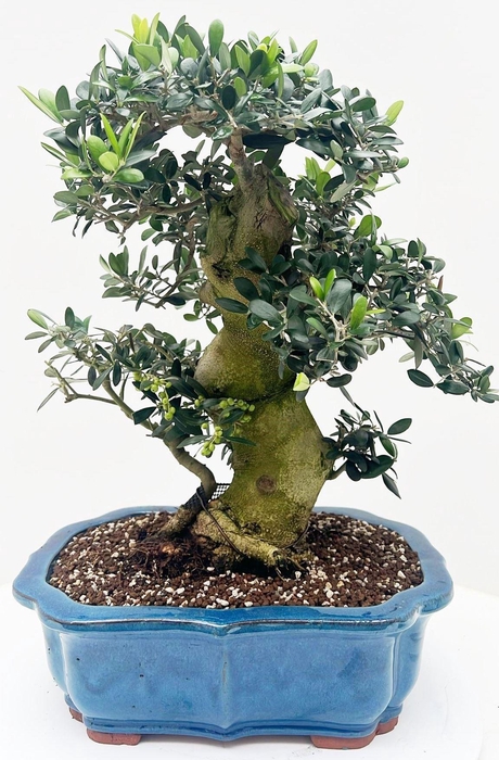 <h4>Olea europaea, pot 42cm. Height 65cm. (single item)</h4>